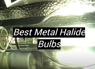 5 Best Metal Halide Bulbs