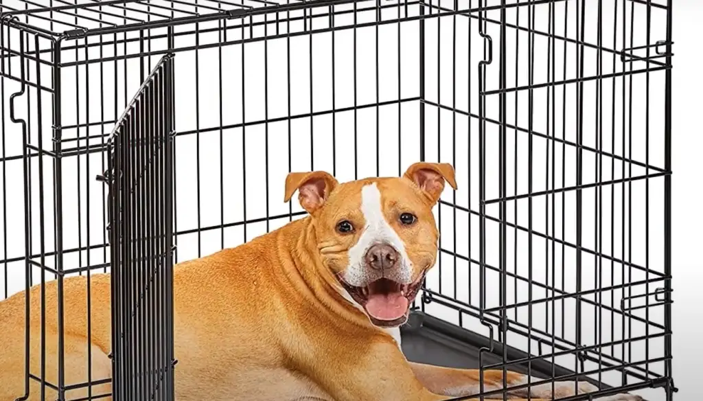 Should I leave water in the dog crate at night?