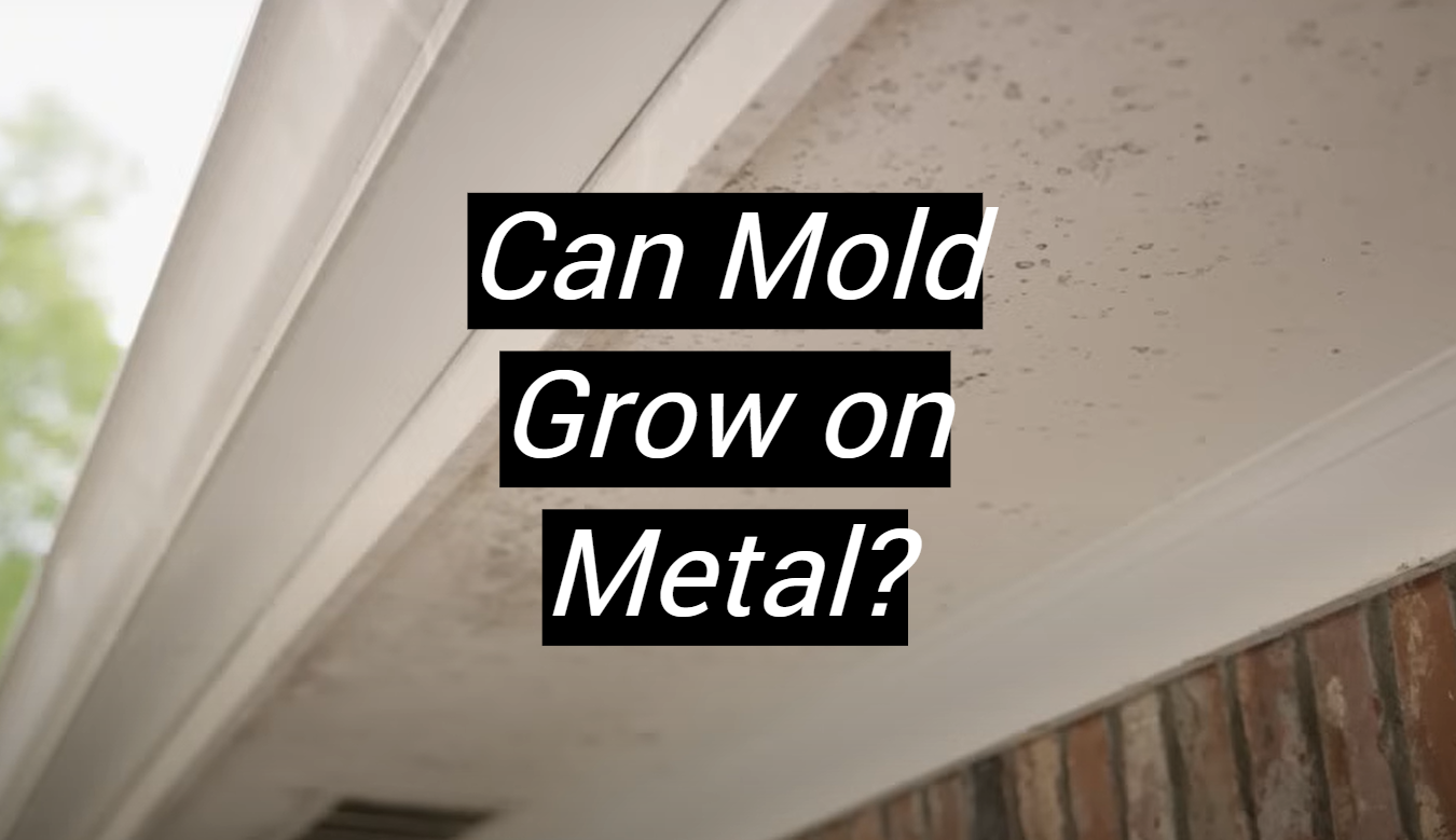Can Mold Grow on Metal? MetalProfy