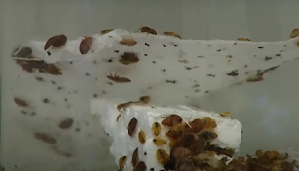 Can Bed Bugs Climb On Wood?