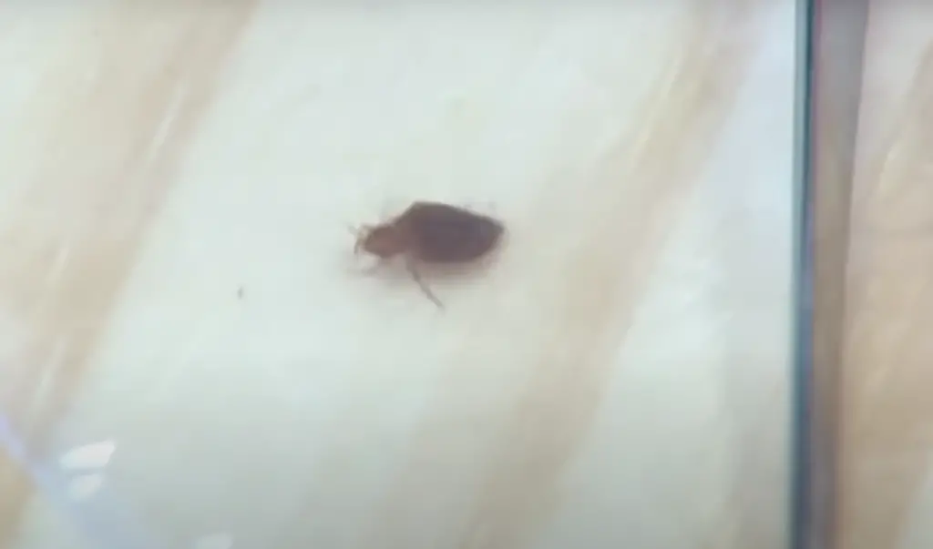 How Do You Get Bed Bugs In The First Place?