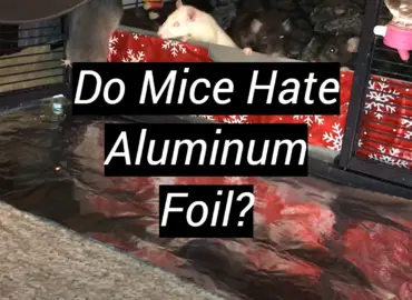 Do Mice Hate Aluminum Foil?