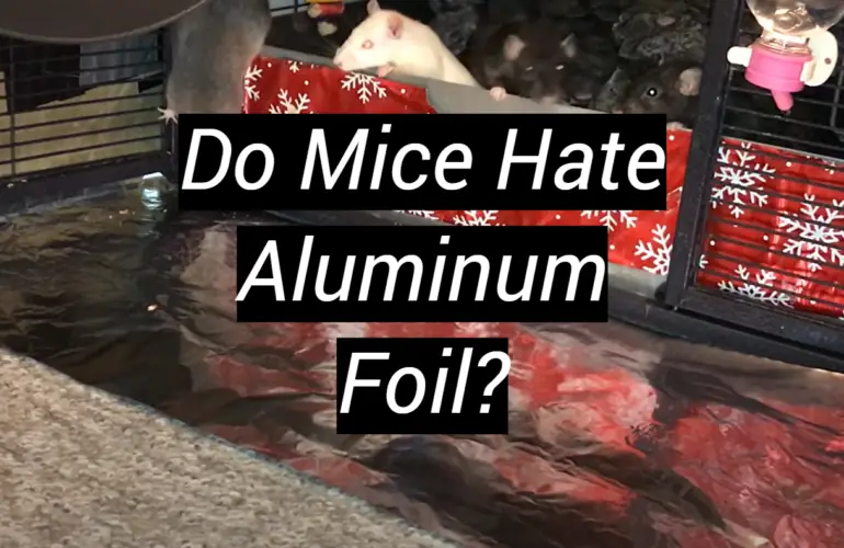 Do Mice Hate Aluminum Foil?