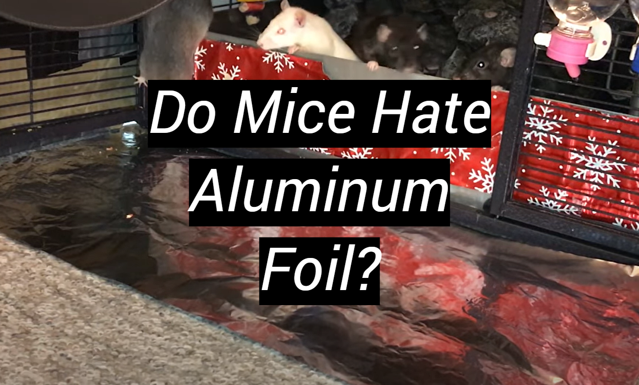 Do Mice Hate Aluminum Foil? MetalProfy
