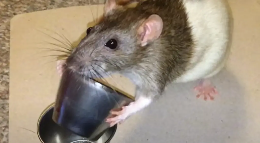 The Key Benefits of Using Aluminum to Repel Mice